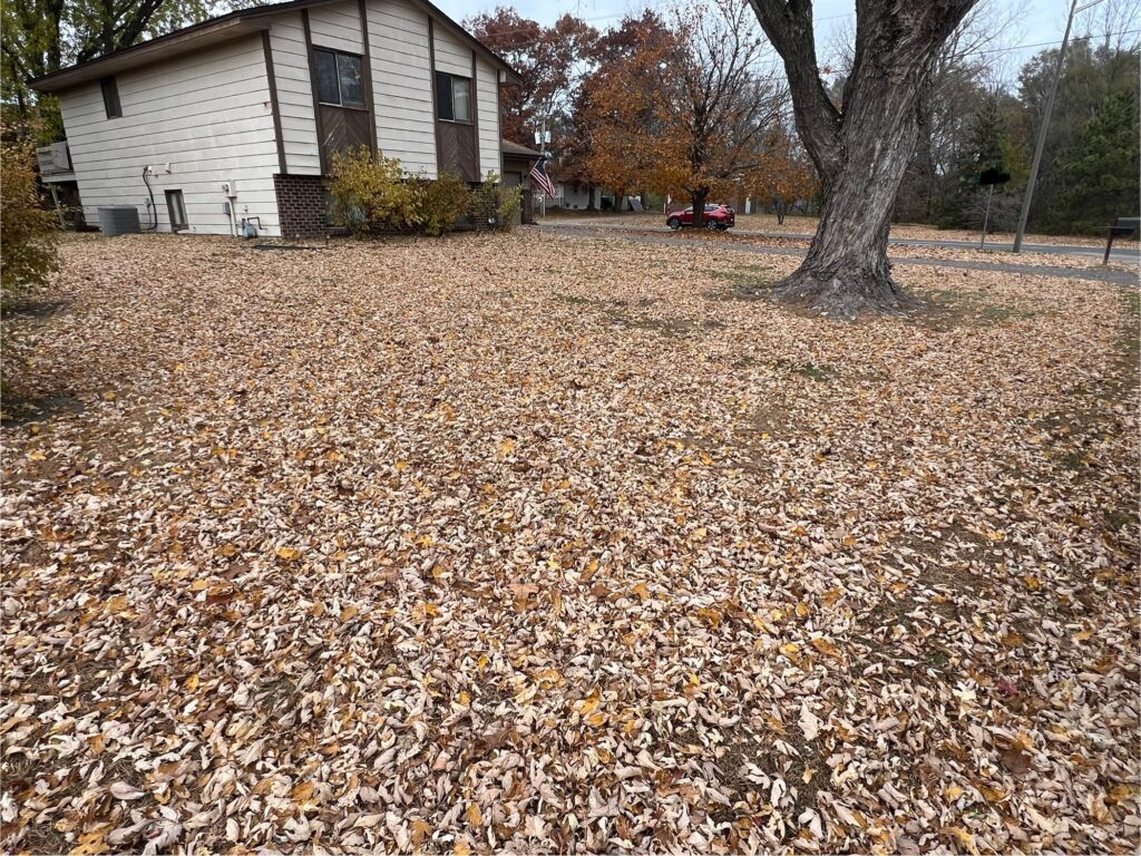 Picture showing fallen leaves on a residential yard