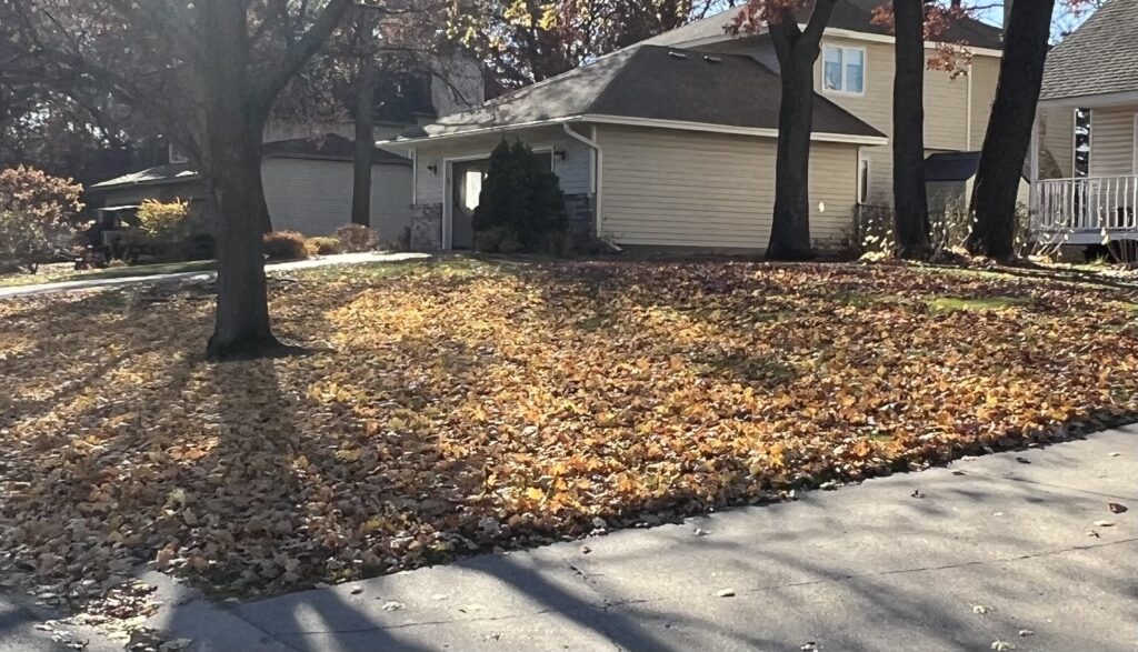 Picture showing fallen leaves on a residential yard